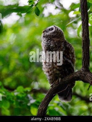 Jungeile (Strix varia), die auf Mutter wartet, um Nahrung zu bringen, Dyke Marsh, Alexandria, VA Stockfoto