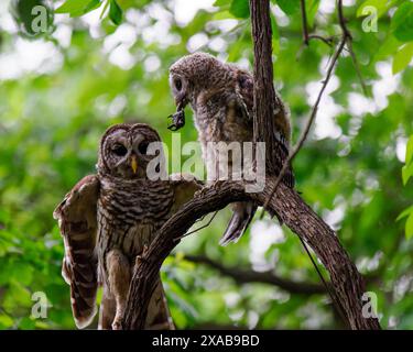 Barred Eulen (Strix varia) im Baum, Jungtiere, die Schildkröte im Mund halten, mit der Mutter, die nach vorne blickt, Dyke Marsh, Alexandria, VA Stockfoto