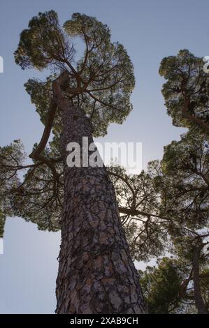 Blick auf die italienische Kiefer (Pinus pinea), Villa Borghese, Rom Stockfoto