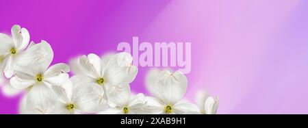 Wunderschöne weiße Hundeholzblüten vor einem heißen rosa Hintergrund. Verschwommener und selektiver Fokus. Festlicher Blumenhintergrund. Stockfoto