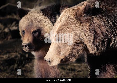 Grizzlybär 399, der mit ihrem 2024-jährigen Jungen im Sonnenuntergang spaziert. Grand Teton National Park, Wyoming Stockfoto