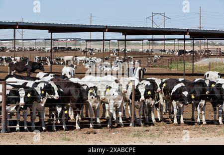 Aufzucht der holsteinischen Milchkälber „Bos taurus“, Stanfield, Arizona. Stockfoto