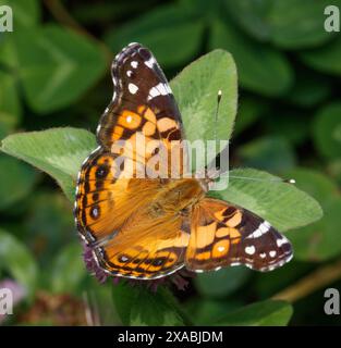 Ein Schmetterling der American Lady mit farbenfrohen orangefarbenen, braunen und weißen Markierungen liegt auf einem grünen Blatt Stockfoto