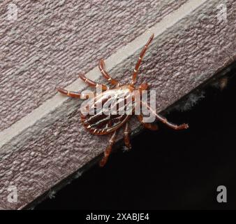 Eine Zecke an der Golfküste, Amblyomma maculatum, kriecht auf einer strukturierten Kunststoffoberfläche Stockfoto