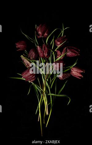 Moody Flora. Bouquet Fritillaria meleagris, Haselhühner Blumen auf schwarzem Hintergrund. Unschärfe und selektiver Fokus. Extreme Blume Nahaufnahme. blumenmoti Stockfoto