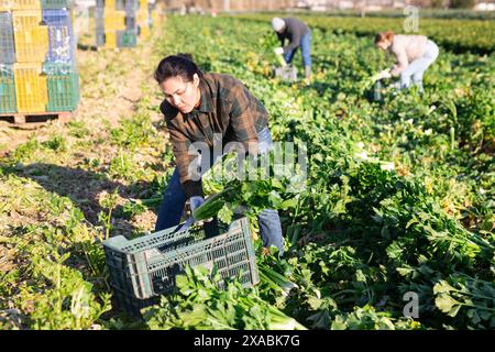 Gärtnerin pflückt reifen Sellerie auf der Plantage Stockfoto