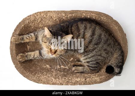 Schwarz-graue Hauskatze schlafen auf Bett aus Wellpappe, Draufsicht Stockfoto