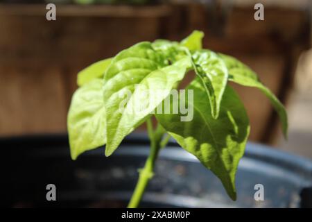 Eine junge Habanero-Pfefferpflanze Stockfoto