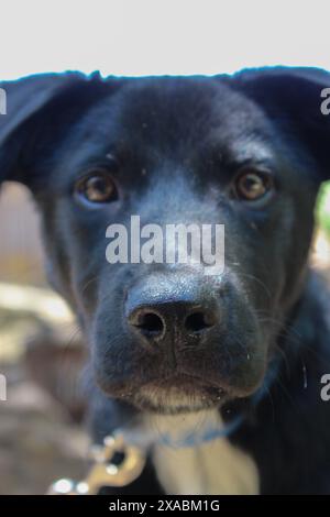 Ein schwarzer labrador-Retriever-Welpe, der genau in die Kamera schaut Stockfoto