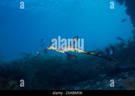 Seedrache mit Eiern am Flinders Pier. Stockfoto