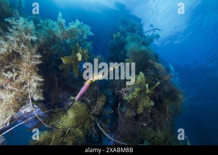 Seedrache mit Eiern am Flinders Pier. Stockfoto