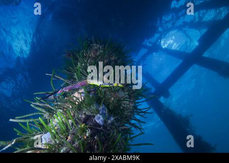 Seedrache mit Eiern am Flinders Pier. Stockfoto