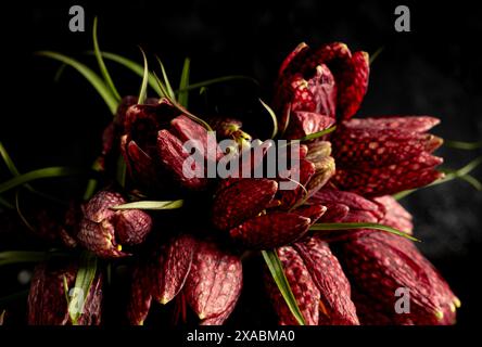 Moody Flora. Nahaufnahme Fritillaria meleagris Blüten auf schwarzem Hintergrund. Unschärfe und selektiver Fokus. Extreme Blume Nahaufnahme. blumenmotive Stockfoto