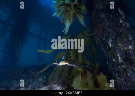 Seedrache mit Eiern am Flinders Pier. Stockfoto