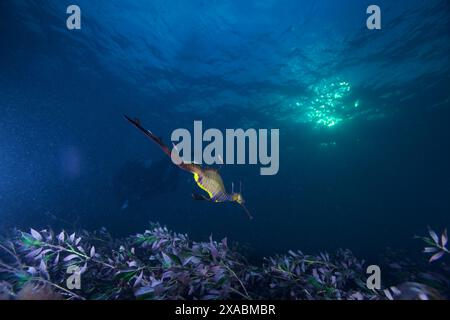 Seedrache mit Eiern am Flinders Pier. Stockfoto