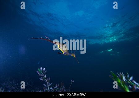 Seedrache mit Eiern am Flinders Pier. Stockfoto