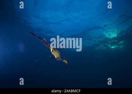 Seedrache mit Eiern am Flinders Pier. Stockfoto