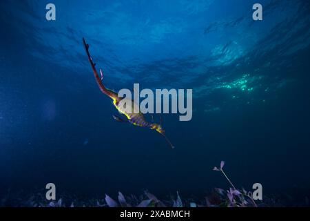 Seedrache mit Eiern am Flinders Pier. Stockfoto