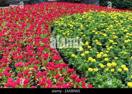 Schöner floraler Hintergrund der roten und gelben Blumen im Nong Nooch Garten, Pattaya, Thailand Stockfoto