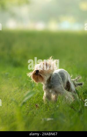 Ein Yorkshire Terrier-Hund steht inmitten von üppigem Grün, dessen Fell von der Brise umspült wird. Das sanfte goldene Licht der untergehenden Sonne strahlt ein warmes Leuchten aus. Stockfoto