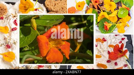 Das Konzept der Speiseblumen. Collage verschiedener Gerichte mit Kapuzinerkressen und Blättern Stockfoto