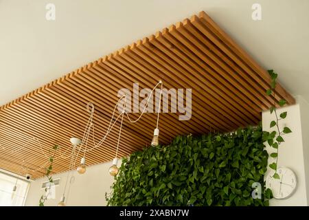 Scindapsus liana. Grüne Wand im Büro. Holzpaneele an der Decke. Stockfoto