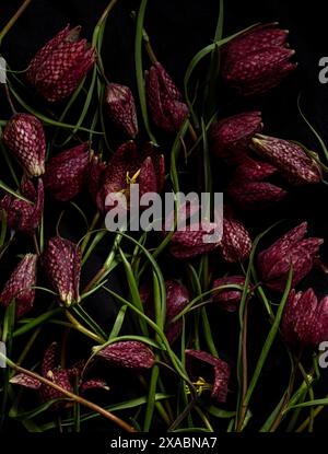 Moody Flora. fritillaria meleagris, Haselhühner auf schwarzem Hintergrund. Extreme Blume Nahaufnahme. blumenmotive, Vollformat Stockfoto