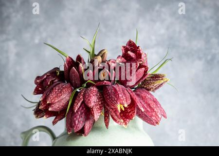 Blumenstrauß Fritillaria meleagris auf grauem Hintergrund. Unschärfe und selektiver Fokus. Nahaufnahme der extremen Blume. blumenmotive Stockfoto