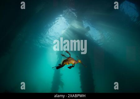 Seedrache mit Eiern am Flinders Pier. Stockfoto