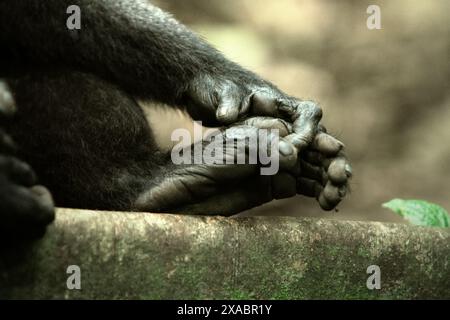 Hand und Fuß eines Sulawesi-Schwarzhaubenmakaken (Macaca nigra) im Tangkoko Nature Reserve, Nord-Sulawesi, Indonesien. Stockfoto