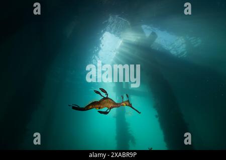 Seedrache mit Eiern am Flinders Pier. Stockfoto