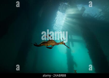 Seedrache mit Eiern am Flinders Pier. Stockfoto