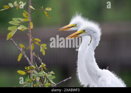 Jungreiher Geschwister beobachten, dass ihre Mutter mit Essen in der Nähe eines Sees in Orlando, Florida, zurückkehrt. Stockfoto