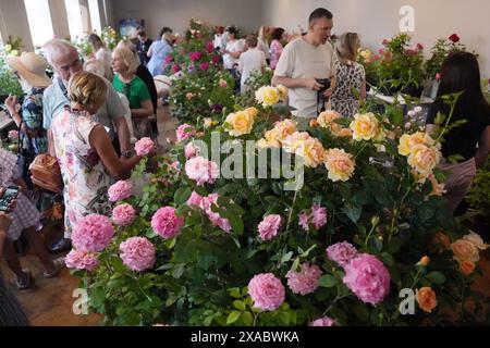 Riga, Lettland. Juni 2024. Besucher besuchen die Ausstellung „Roses 2024“ im Lettischen Naturkundemuseum in Riga, Lettland, 5. Juni 2024. Die Ausstellung findet jährlich im Lettischen Naturkundemuseum statt. In diesem Jahr werden mehr als 100 Rosensorten ausgestellt. Quelle: Edijs Palens/Xinhua/Alamy Live News Stockfoto