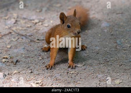 Rotes Eichhörnchen, das auf dem Boden sitzt Stockfoto