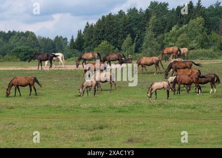 Eine Pferdeherde weidet an einem Julitag auf einer Wiese. Region Tver, Russland Stockfoto