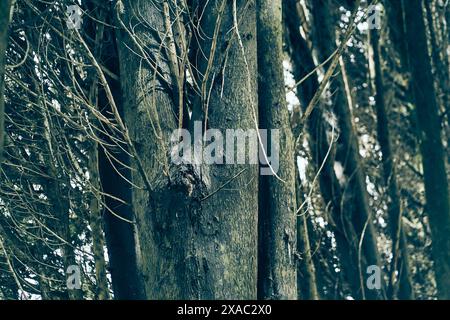 Ein dichtes Dickicht von Zweigen mit Platz zum Kopieren. Ein wilder Wald mit vielen Baumstämmen an einem Sommertag. Hochwertige Fotos Stockfoto
