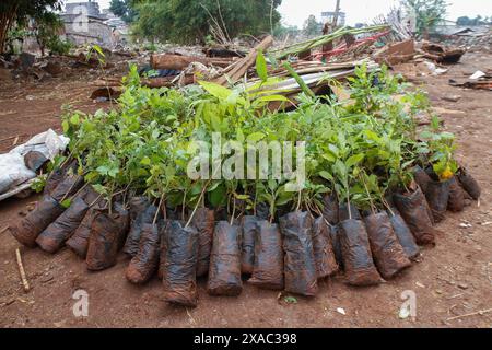 Nairobi, Kenia. Juni 2024. Bäume, die bereit sind, in der Nähe eines Standorts von Häusern zu Pflanzen, die durch Überschwemmungen am Ufer des Mathare-Flusses zerstört wurden, während der Feierlichkeiten zum Weltumwelttag werden jährlich am 5. Juni gefeiert und ermutigen, das Bewusstsein für den Umweltschutz und Maßnahmen zu fördern. Das Thema von 2024 ist Landsanierung, Wüstenbildung und Dürreresistenz. Quelle: SOPA Images Limited/Alamy Live News Stockfoto