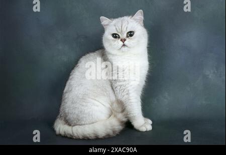 Exotische Katze mit Spitze Sat aufrecht auf dunklem Hintergrund Stockfoto