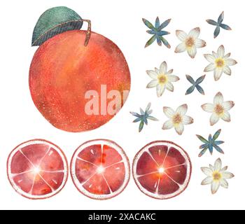 Ein Aquarellkunstwerk mit einer orangen Frucht, Scheiben und verschiedenen Blumenelementen, das ein lebendiges und farbenfrohes Design bietet Stockfoto