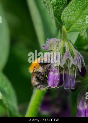 Eine Honigbiene sammelt Nektar aus einer Blütenblüte im Freien. Russische Chromerie wird von der Biene in Lackford Lakes Area bestäubt 3 Stockfoto