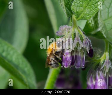 Eine Honigbiene sammelt Nektar aus einer Blütenblüte im Freien. Russische Chromerie wird von der Biene in Lackford Lakes Area bestäubt 4 Stockfoto