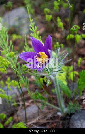 Östliche Pasqueflower, Pulsatilla patens Blume Nahaufnahme Stockfoto