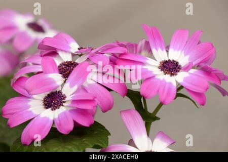 Blühende rosa Blumen pericRosa Blumen pericallis Mandala Stockfoto