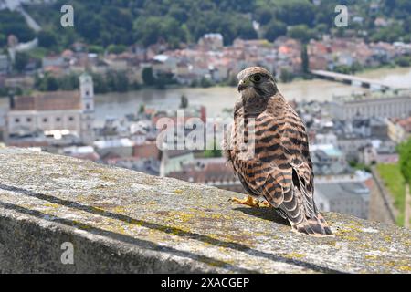 Hochwasser in Passau am 05.06.2024. Ein Falke,Turmfalke sitzt auf dem Aussichtsturm der Veste Oberhaus.Greifvogel. Blick ueber auf die Altstadt von Passau mit Donau und Inn,Panorama.Stadt,Stadtansicht. *** Flut in Passau am 05 06 2024 auf dem Aussichtsturm des Veste Oberhauses sitzt Ein Falke,Turmfalke, Raubvogel Blick über die Altstadt von Passau mit Donau und Inn,Panorama City,Stadtblick Stockfoto