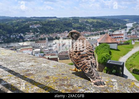 Hochwasser in Passau am 05.06.2024. Ein Falke,Turmfalke sitzt auf dem Aussichtsturm der Veste Oberhaus.Greifvogel. Blick ueber auf die Altstadt von Passau mit Donau und Inn,Panorama.Stadt,Stadtansicht. *** Flut in Passau am 05 06 2024 auf dem Aussichtsturm des Veste Oberhauses sitzt Ein Falke,Turmfalke, Raubvogel Blick über die Altstadt von Passau mit Donau und Inn,Panorama City,Stadtblick Stockfoto