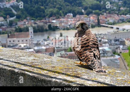 Hochwasser in Passau am 05.06.2024. Ein Falke,Turmfalke sitzt auf dem Aussichtsturm der Veste Oberhaus.Greifvogel. Blick ueber auf die Altstadt von Passau mit Donau und Inn,Panorama.Stadt,Stadtansicht. *** Flut in Passau am 05 06 2024 auf dem Aussichtsturm des Veste Oberhauses sitzt Ein Falke,Turmfalke, Raubvogel Blick über die Altstadt von Passau mit Donau und Inn,Panorama City,Stadtblick Stockfoto