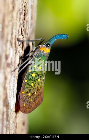 Nahaufnahme eines Laternen-Bugs (Pyrops whiteheadi) auf einem Baum. Kinabatangan River, Abai, Sabah Borneo, Malaysia Stockfoto