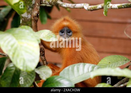 Augenkontakt mit einem Kastanienaffen (Presbytis rubicunda, alias Maroon Langur, Red Leaf Affe, Red Langur). Borneo Rainforest Lodge, Danum Valley, Sa Stockfoto
