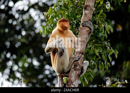 Proboscis Affe (Nasalis larvatus, auch bekannt als Langnasen-Affe) in einem Baum. Abai, Kinabatangan River, Sabah. Borneo, Malaysia Stockfoto